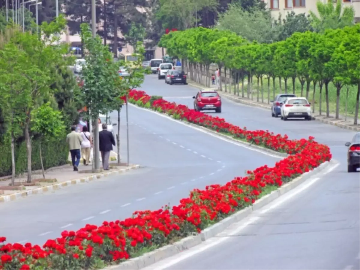 Gül Zengini Beylikdüzü