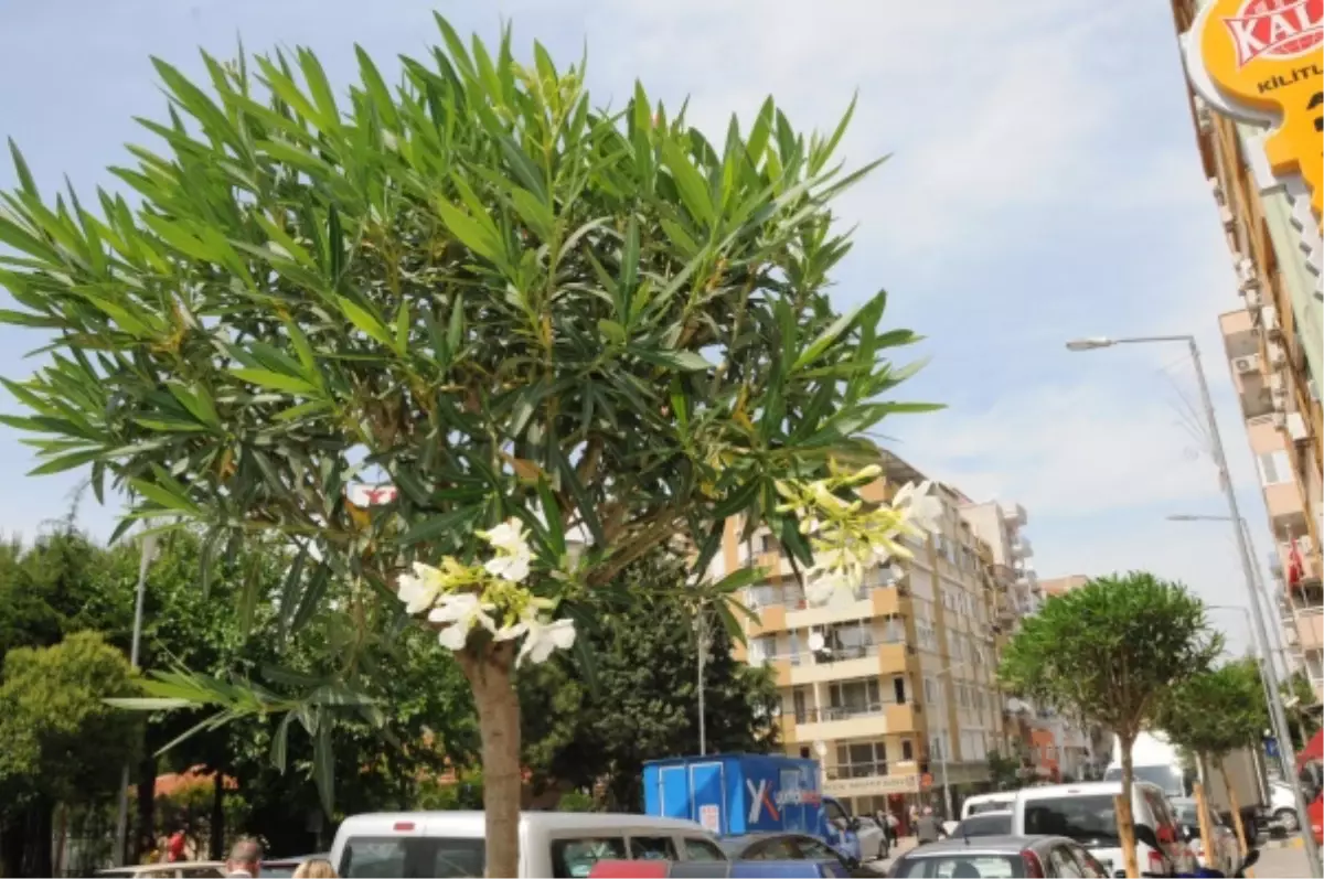 Yeşil Kuşak Çalışmaları Devam Ediyor