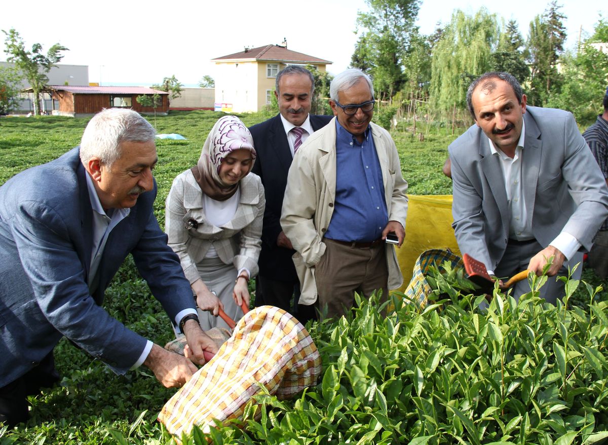 Akil Adamlar Rize\'de Çay Topladı