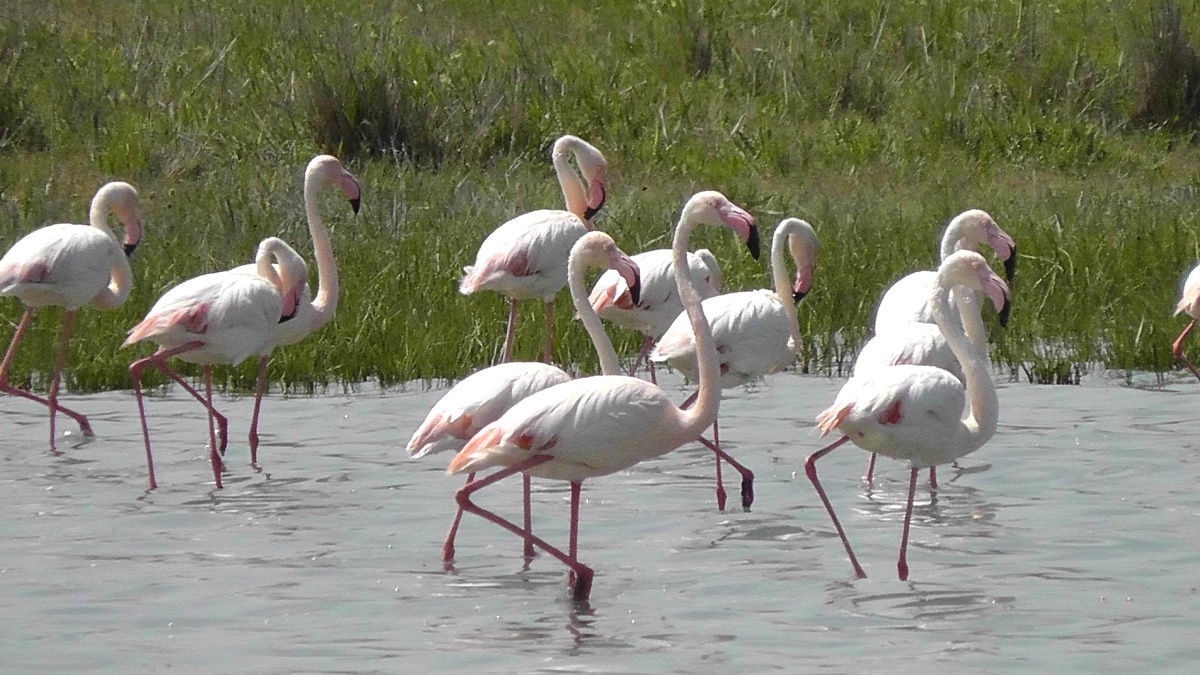 Düden Gölü'nde Flamingo Sayısı Artıyor