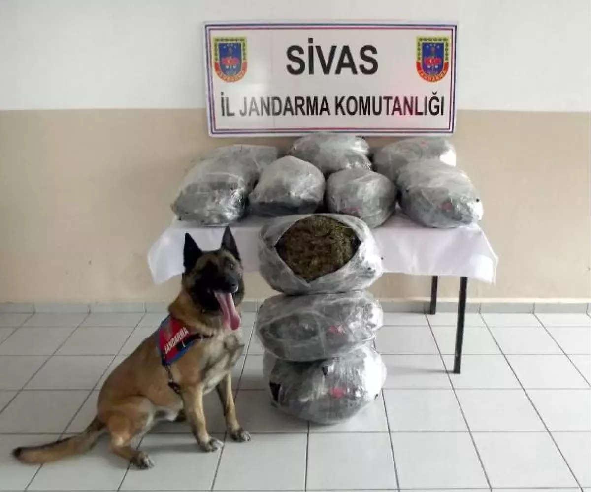 Gürün\'de 59.5 Kilo Esrar Ele Geçirildi