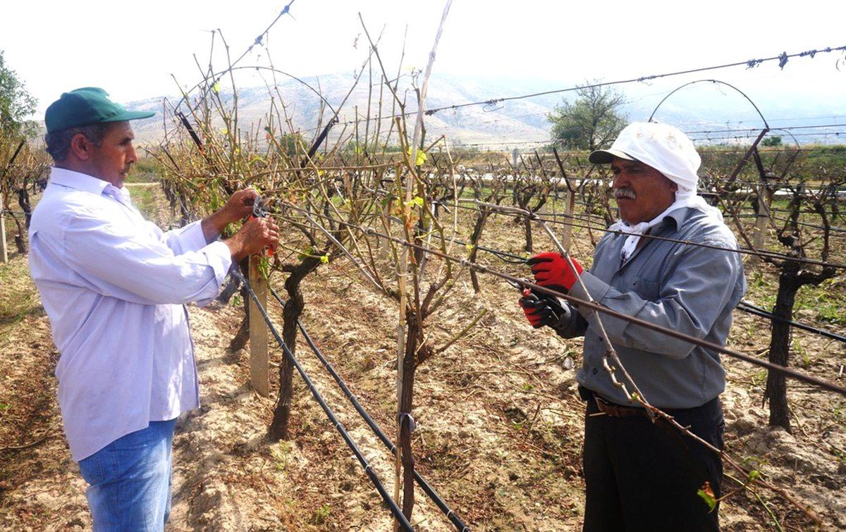 Sarıgöl\'de Doludan Bağ Zararı Tespiti Yapıldı