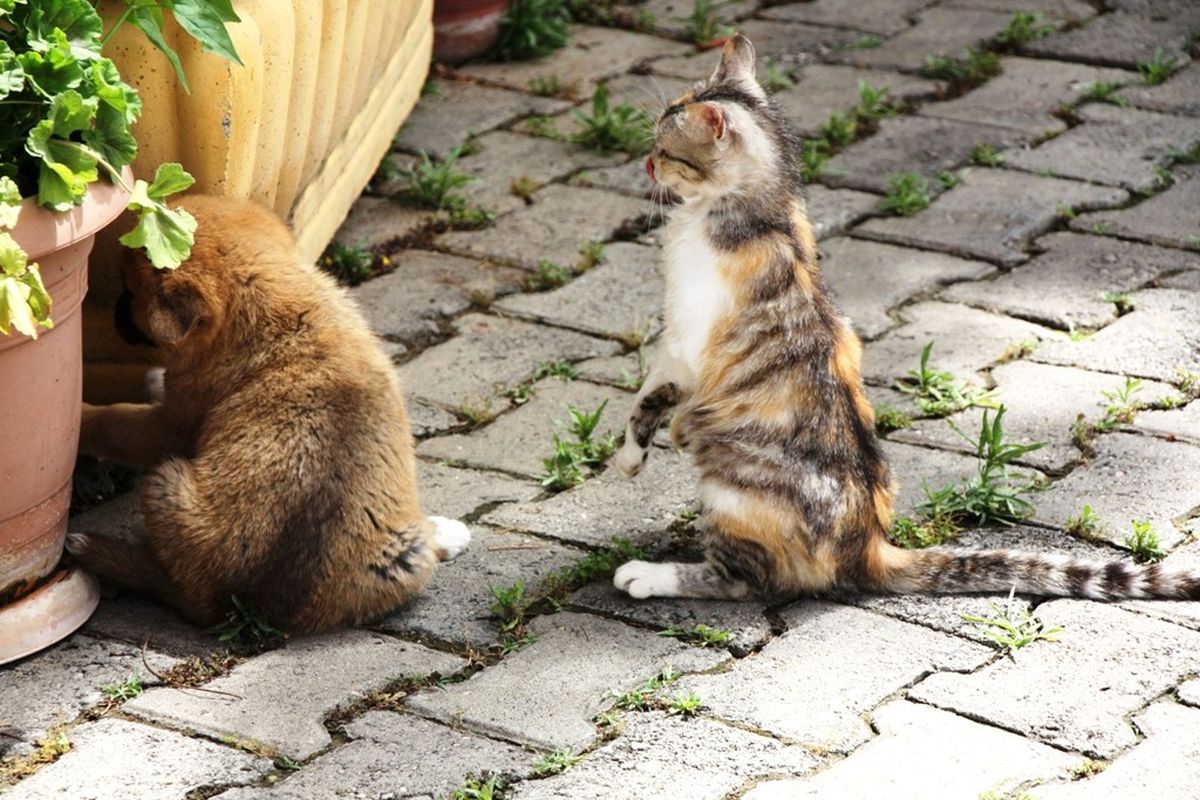 Sarıgöl\'de Kedi-Köpek Dostluğu Hayrete Düşürdü