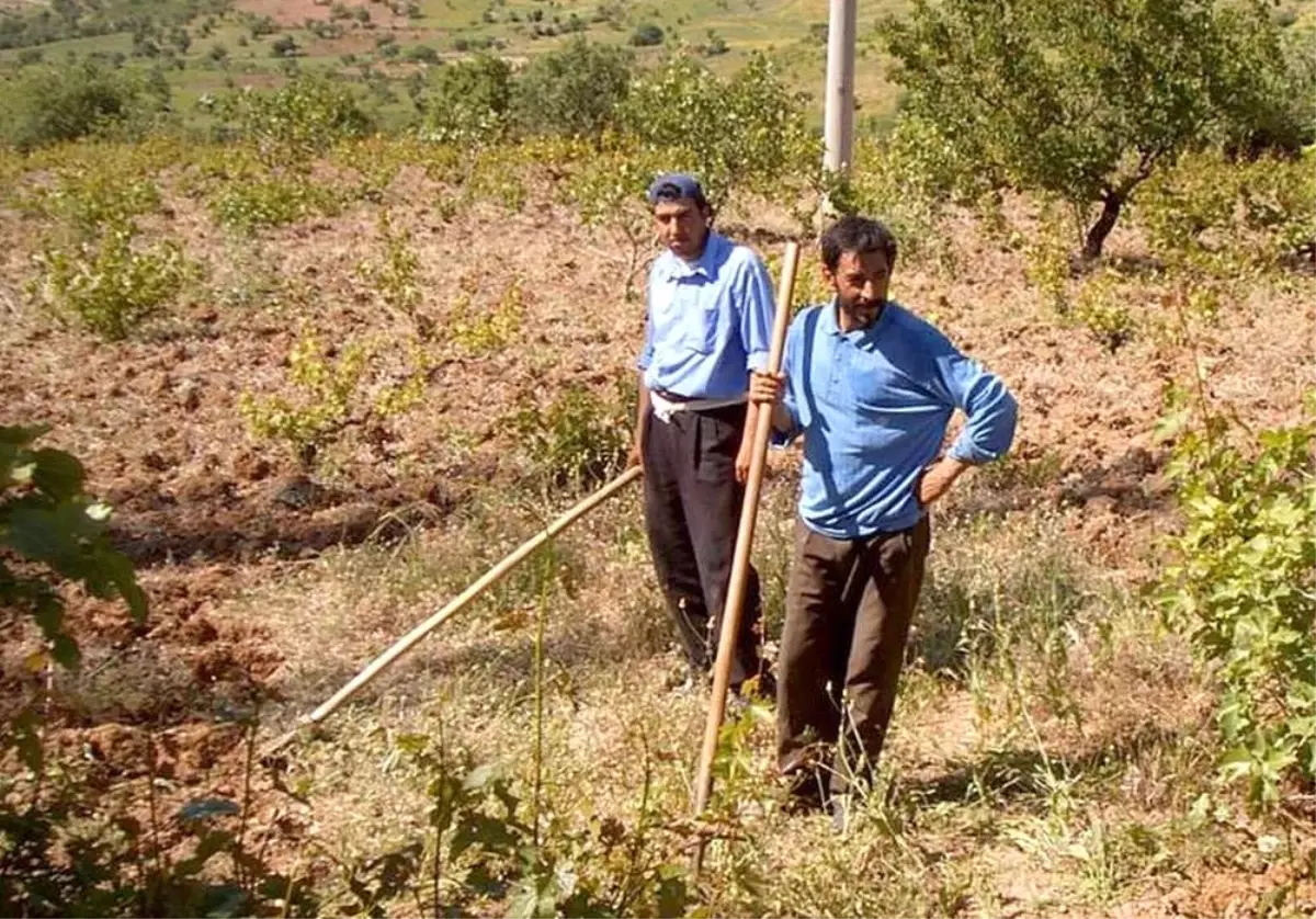 Siirt\'te Çiftçilere Zivzik Nar Üretimi Desteği