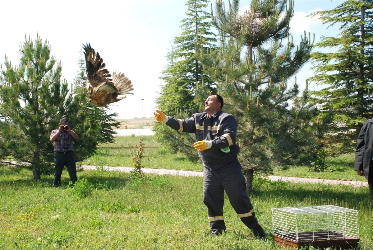 Tedavi Edilen Şahinler Doğaya Bırakıldı