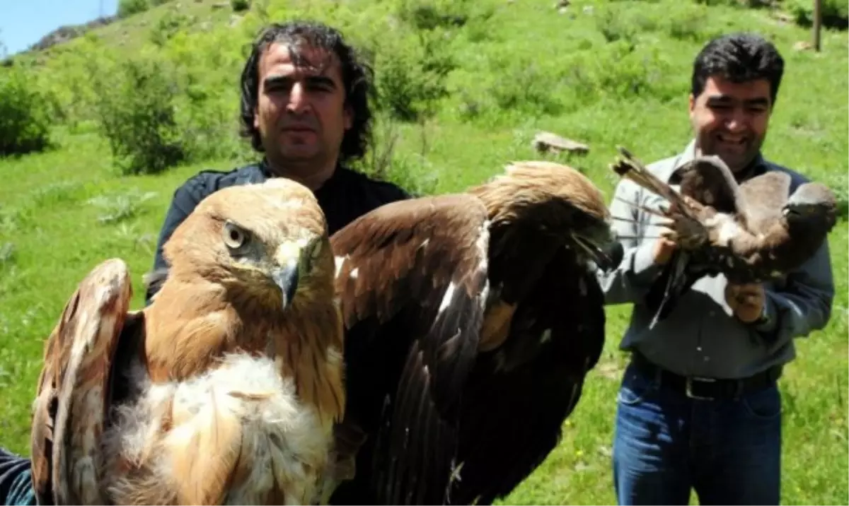 Tedavisi Tamamlanan Kuşlar, Doğaya Bırakıldı