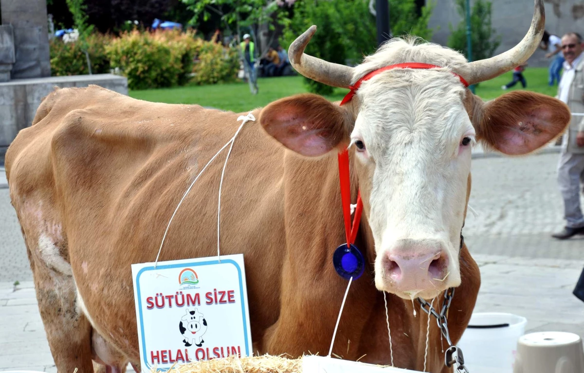 Kayseri\'de Süt Sağma Yarışması