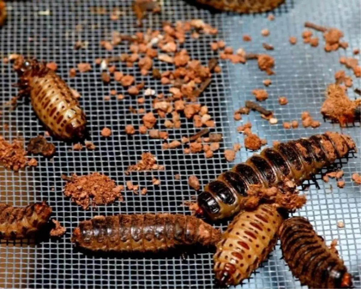 Sarayönü\'de Doğaya, 175 Bin Faydalı Böcek Salındı