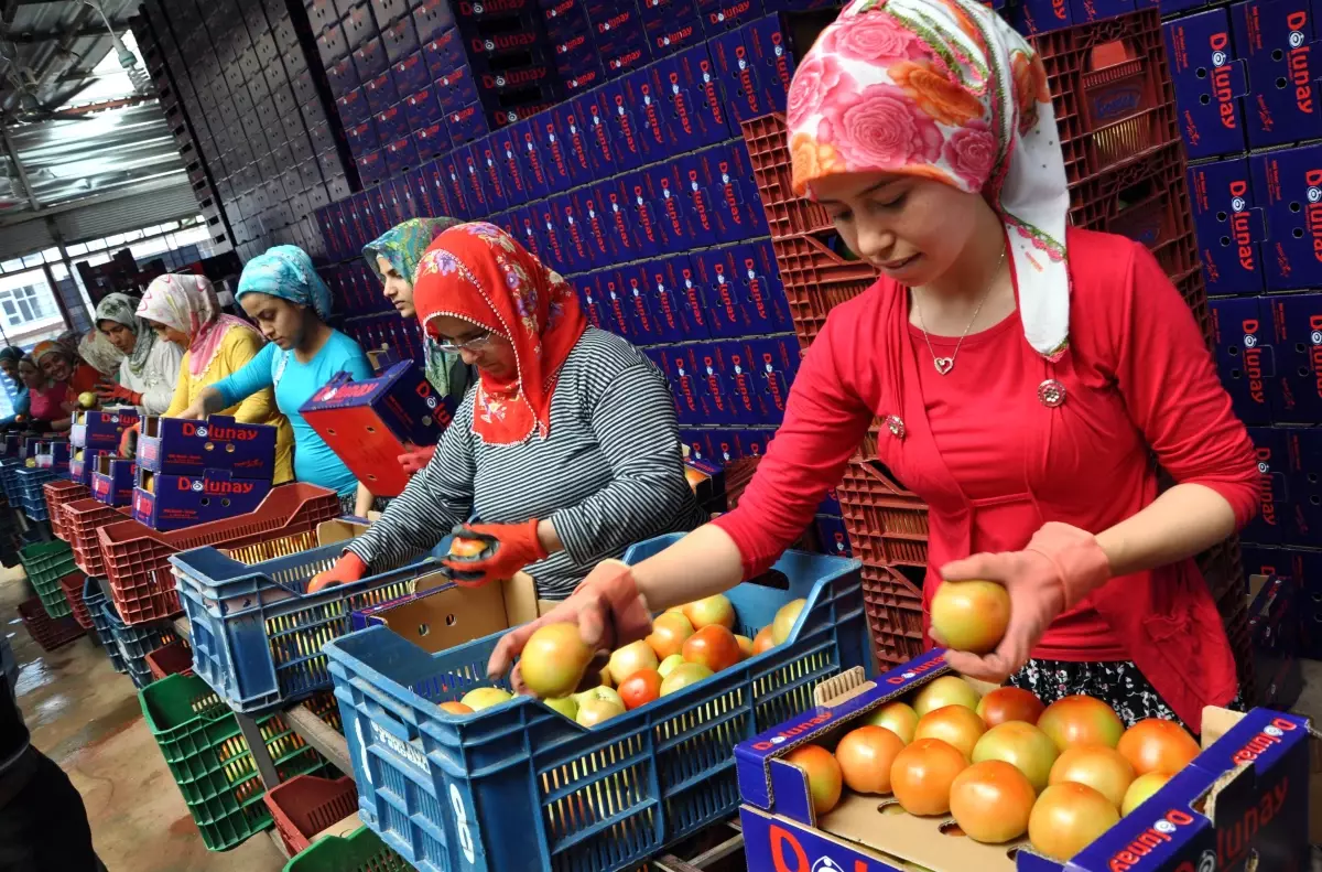 Sıcaklar Domates Fiyatını Düşürdü