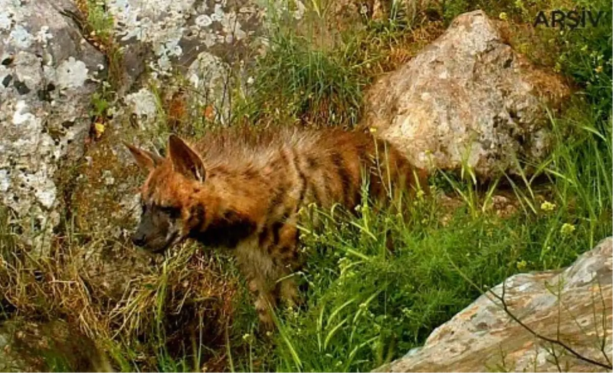 Şırnak\'ta Çizgili Sırtlan Görüntülendi