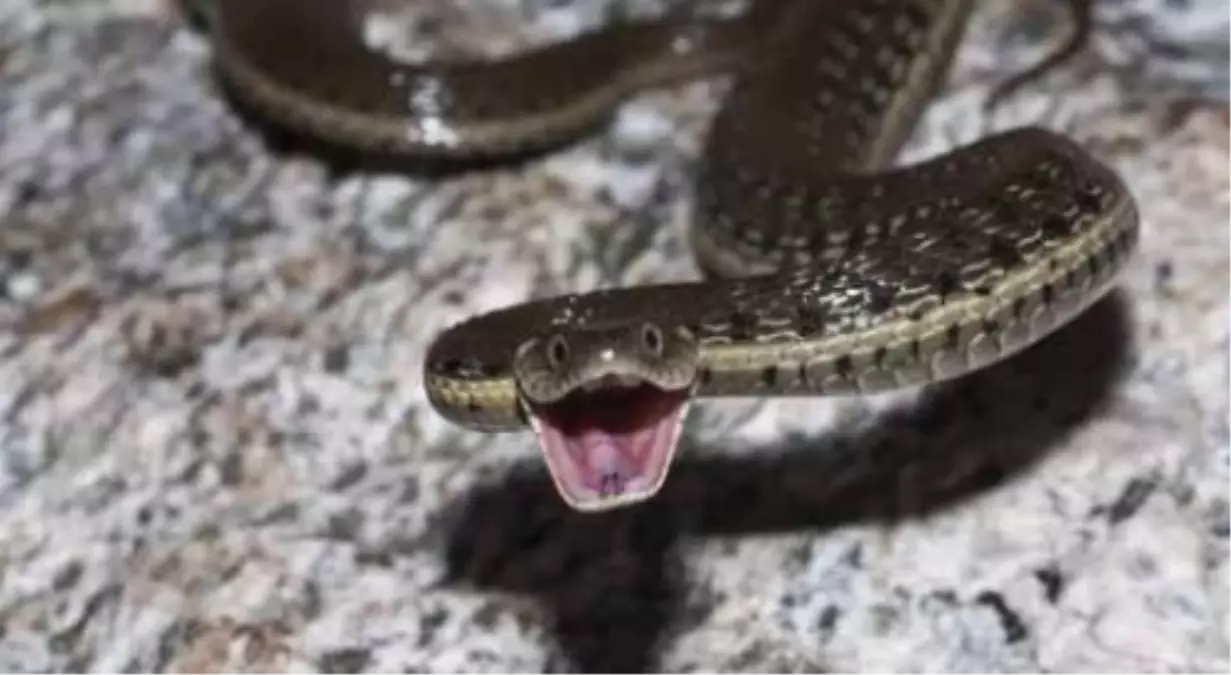 Ünlü Sanatçı Seda Sayan\'a Yılan Şoku