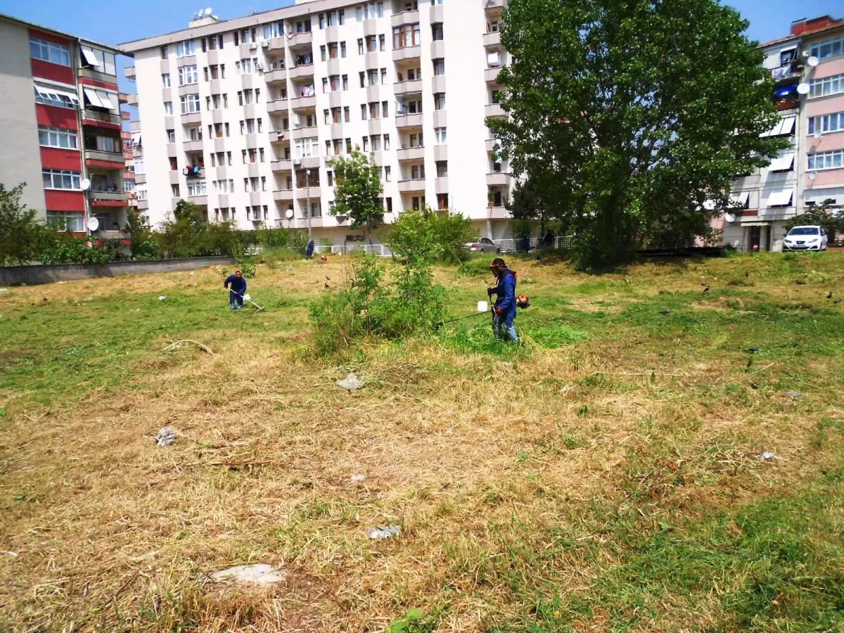 Yangına Karşı Otlar Kesiliyor