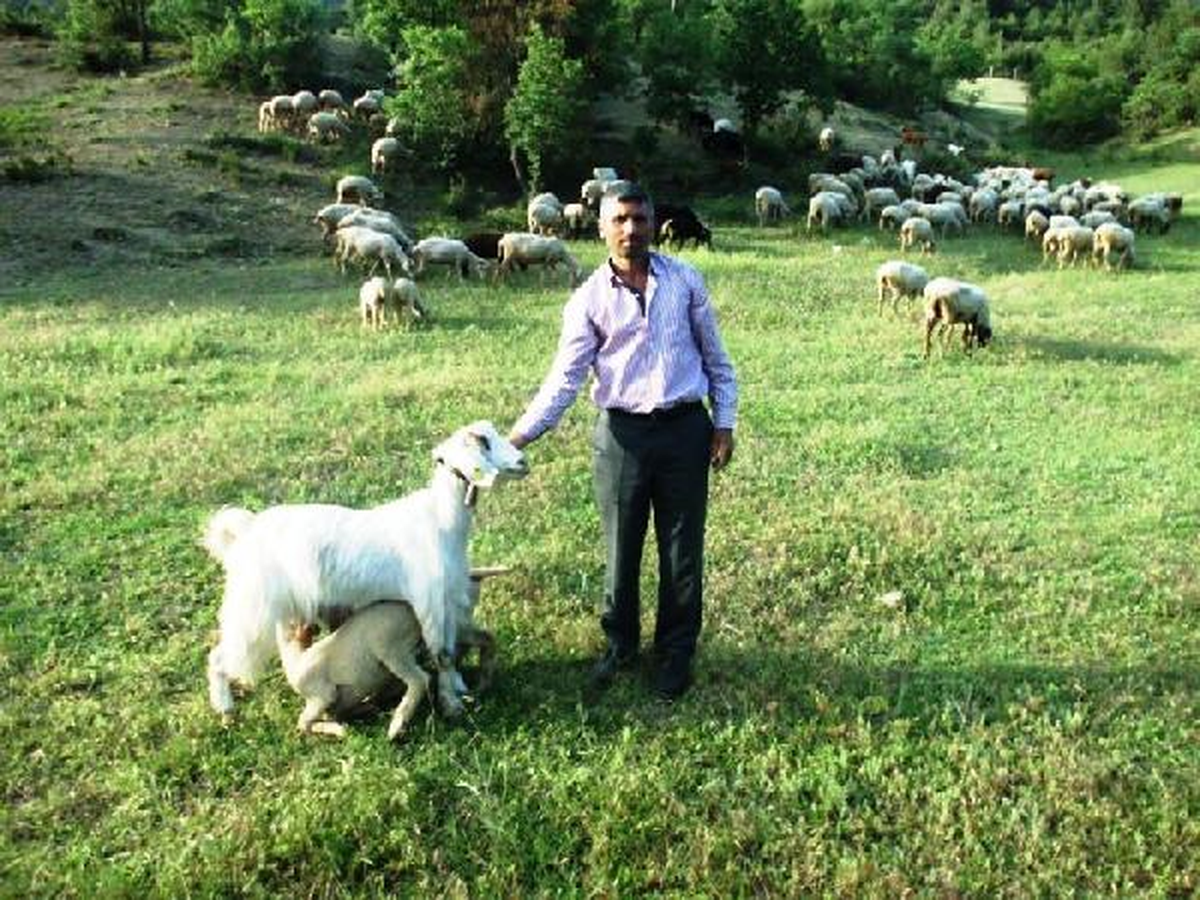 Yavruları Ölen Keci Kuzulara Annelik Yapıyor