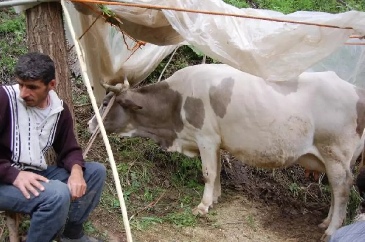 Dereye Düşen Gebe İneğinin Başında Sabahladı