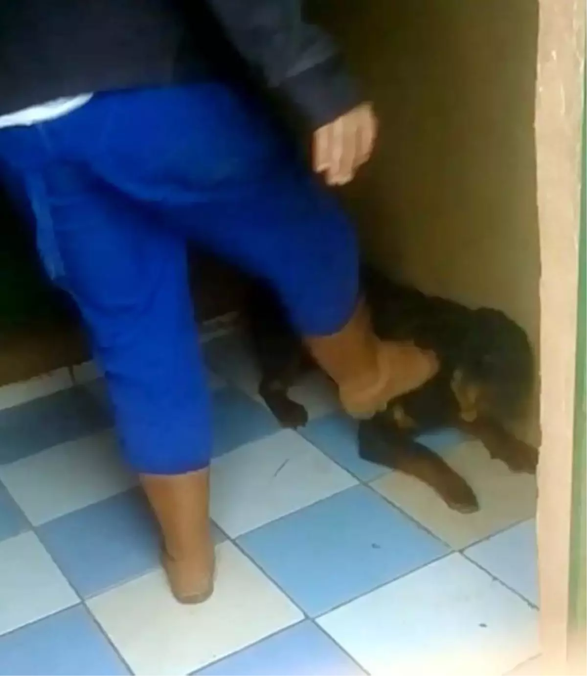 Emanet Köpeklere Dayaklı Eğitim