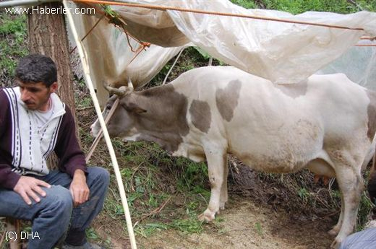 Hamile İneğinin Başında Sabahladı