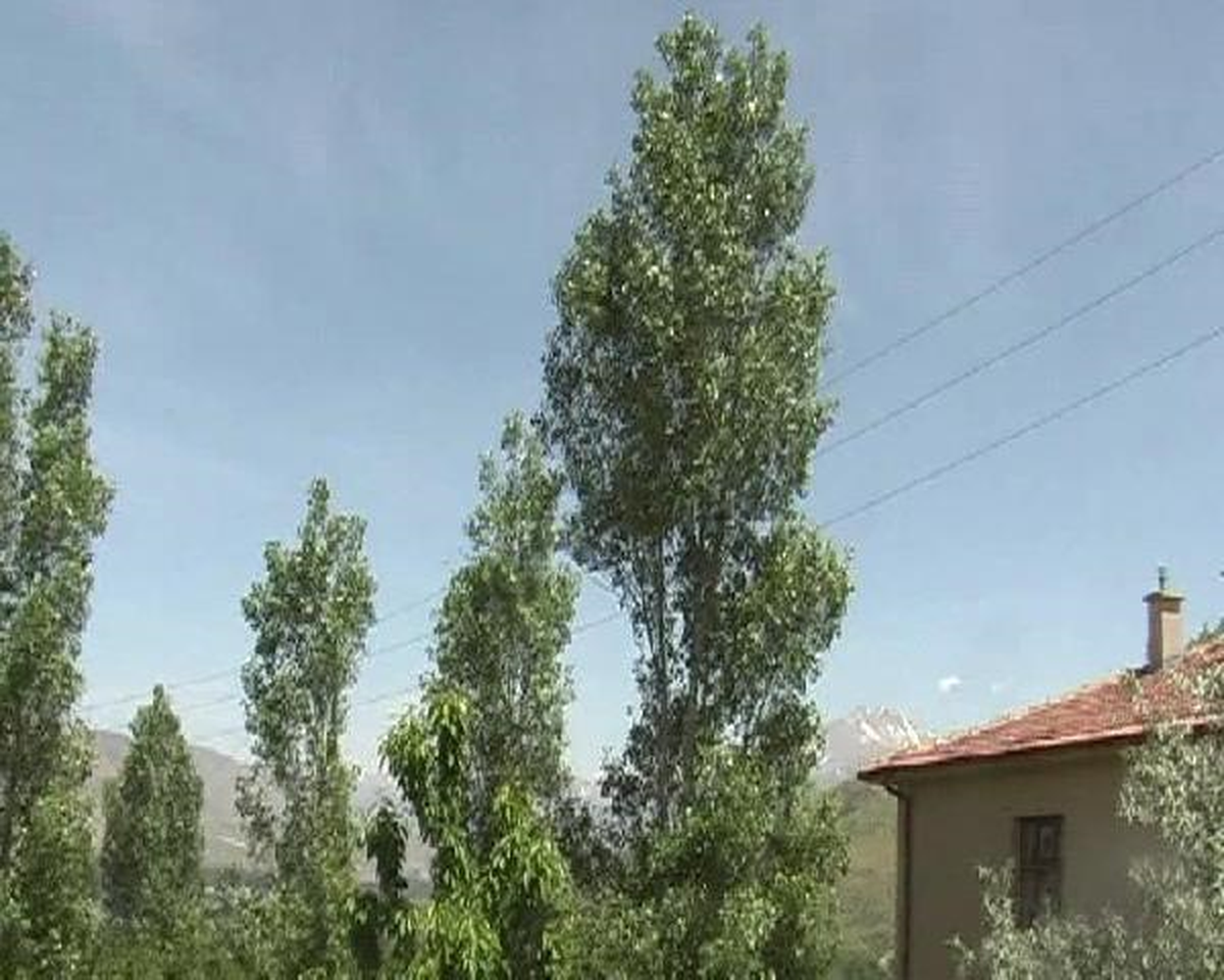 Ağaçta Dal Keserken 7 Metre Yükseklikten Düşüp Öldü