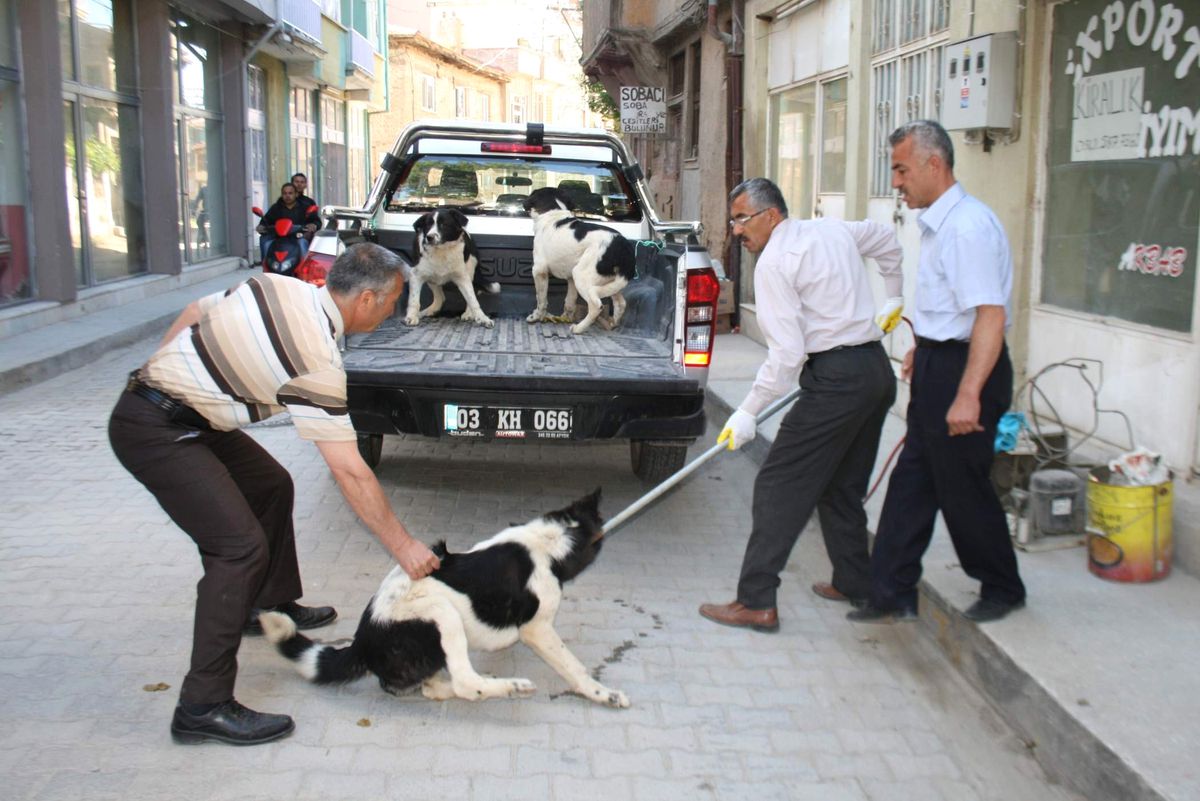 Bolvadin\'de Başıboş Köpekler Toplanıyor