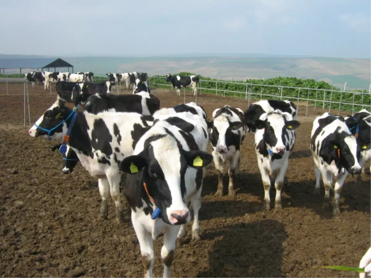 Çankırı'daki Hayvanı Sayısı Belirlendi