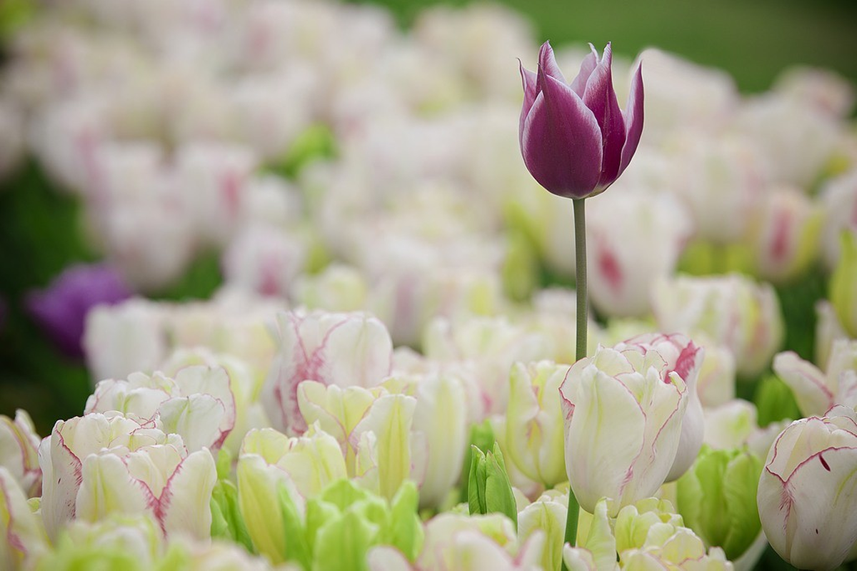 Lale Fotoğraf Yarışmasının Sonuçları Belli Oldu