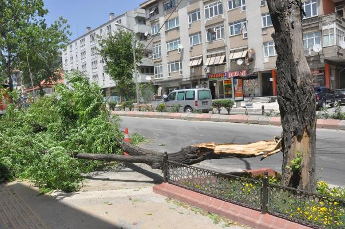 Edirne\'de Fırtına Ağaçları Devirdi