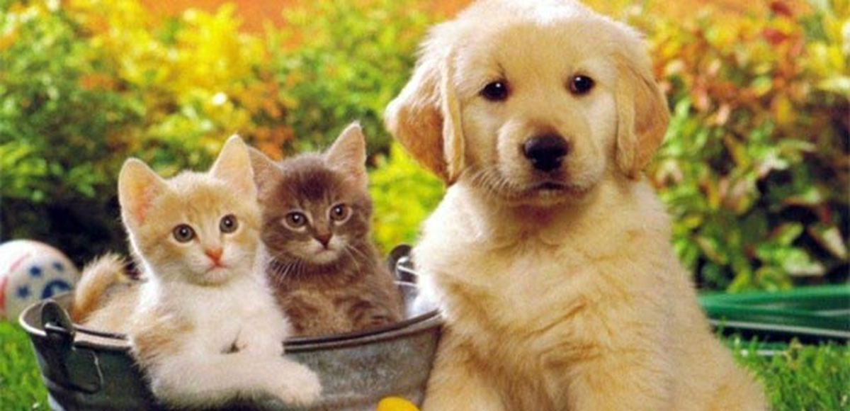Evinin Çevresinde Kedi ve Köpek Bakamayacak