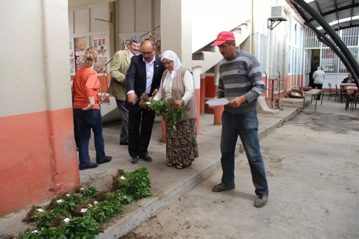 Kızılcabölük'te Kızılbiber Toprakla Buluştu