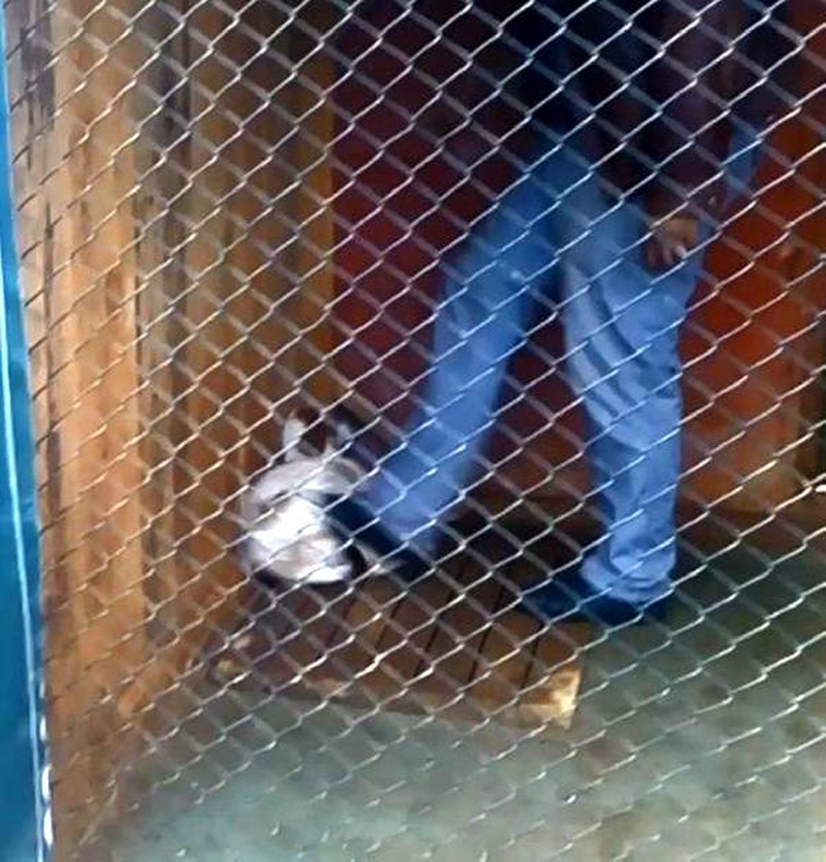 Köpekleri, Eğitim Merkezinin Sahibinin Oğlu da Dövmüş