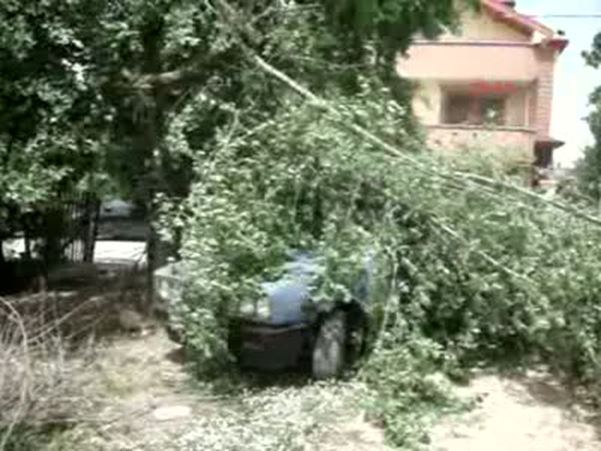 Sakarya Fırtına, Kaynarca Ilçesi\'nde Ağaçları Devirdi Fırtına, Kaynarca Ilçesi\'nde Ağaçları Devirdi...