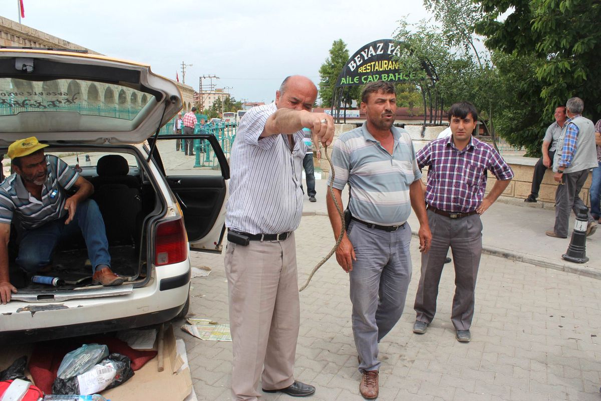 Takside Yılan Paniği