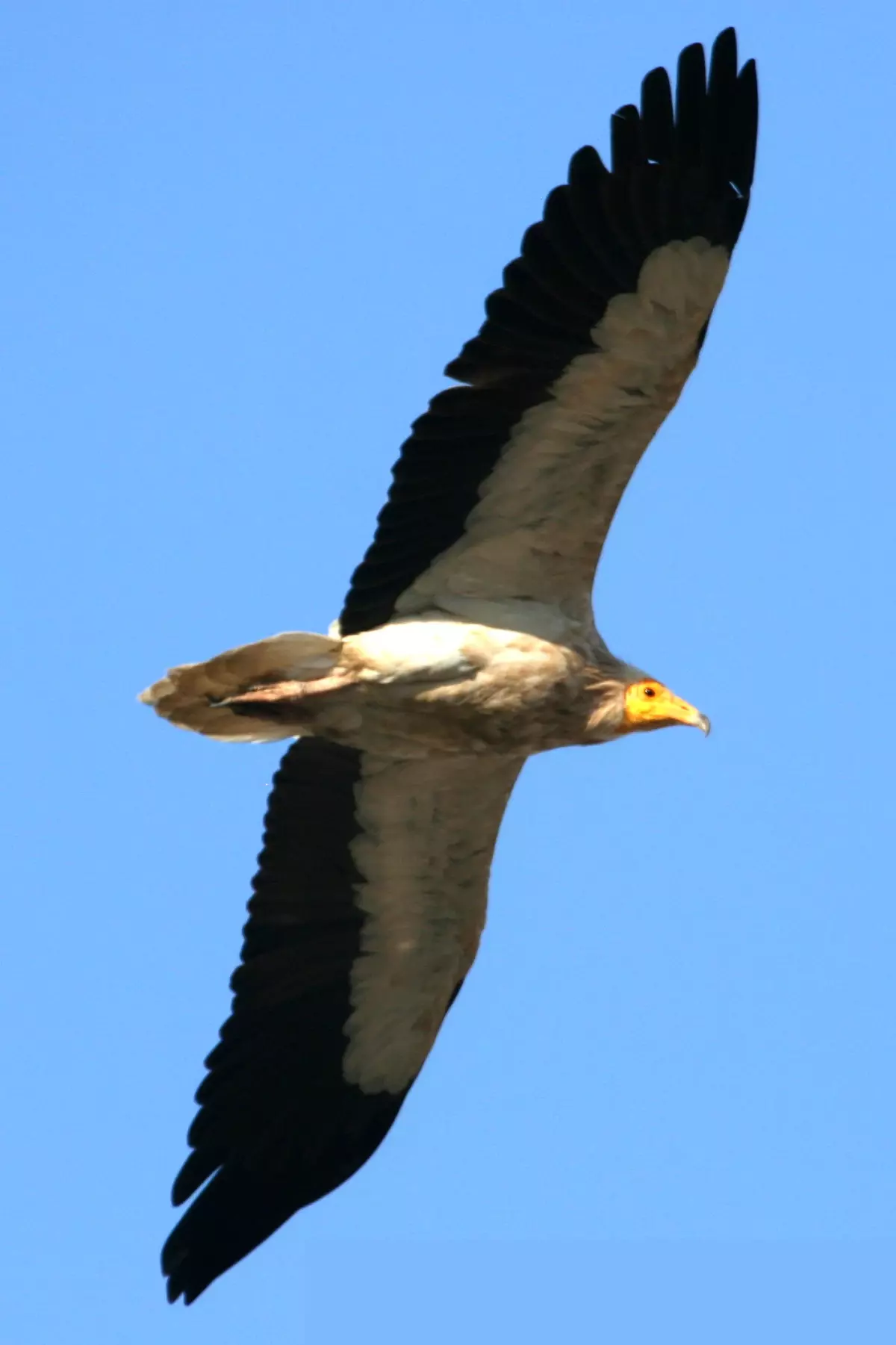 Akbaba, Dünyanın Yarıçapı Kadar Yol Katetti