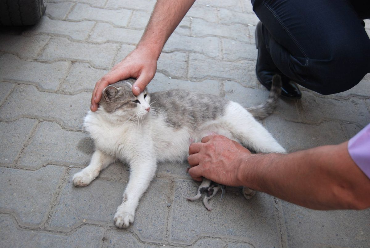 Kedi, Başka Yavruya Süt Annelik Yapıyor