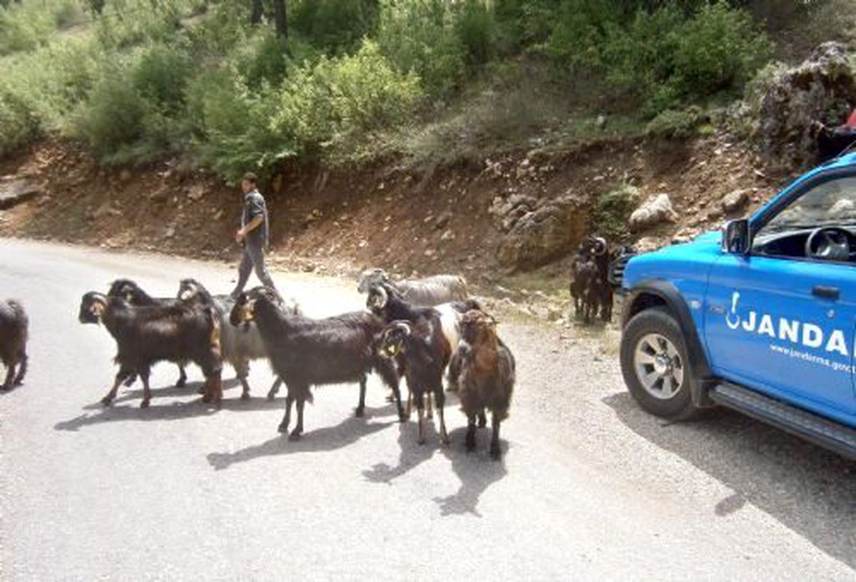 Kaybolan Keçileri Jandarma Ekipleri Buldu