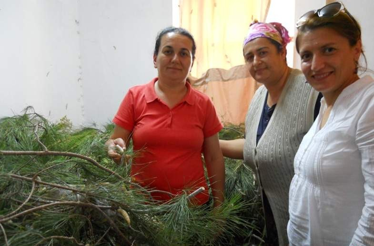 Dalaman'da İpekböcekçiliği Hızla Yaygınlaşıyor