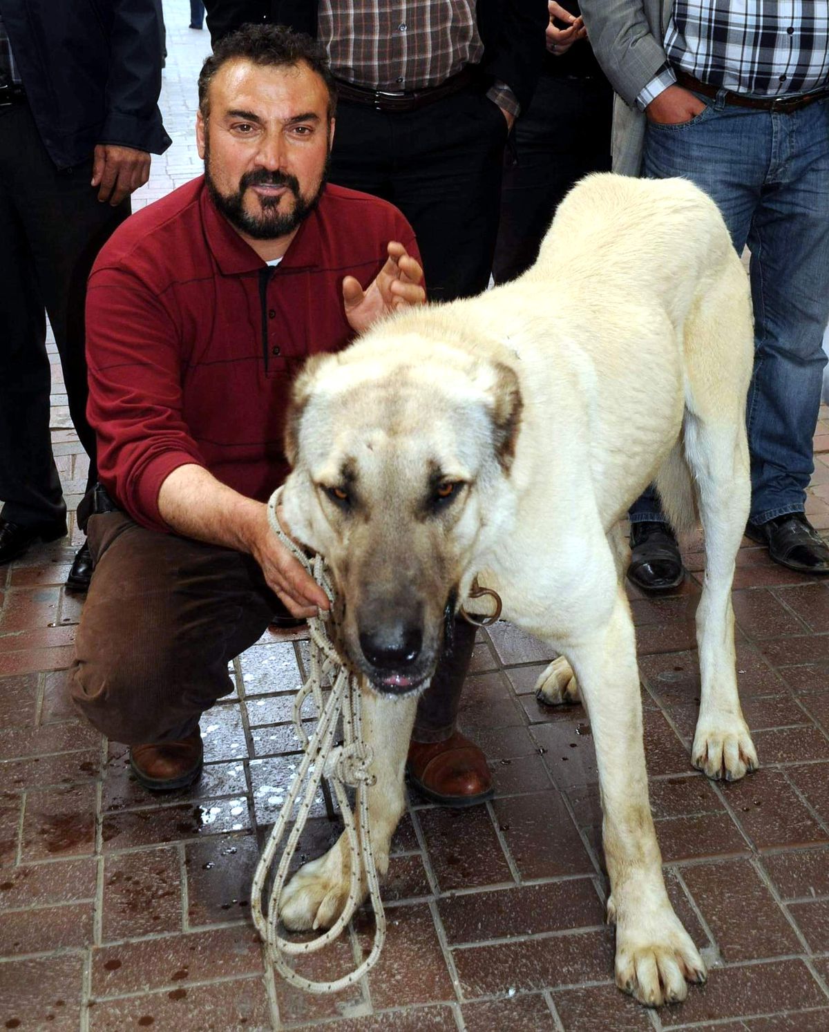 Dev \'Boğar\'ı Görenler Aslan Sandı