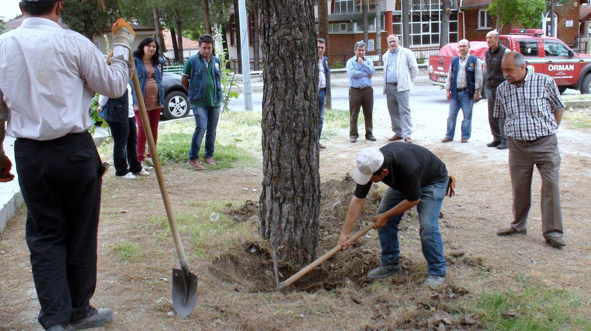 Gediz\'de Çam Ağaçları Kuruyor