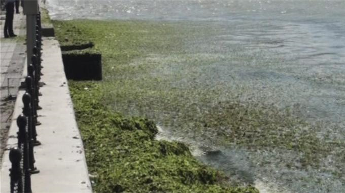 Lodos Silivri Sahilini Yosuna Bürüdü