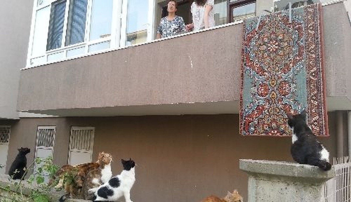 Kedi ve Köpek Beslemesi Yasaklandı