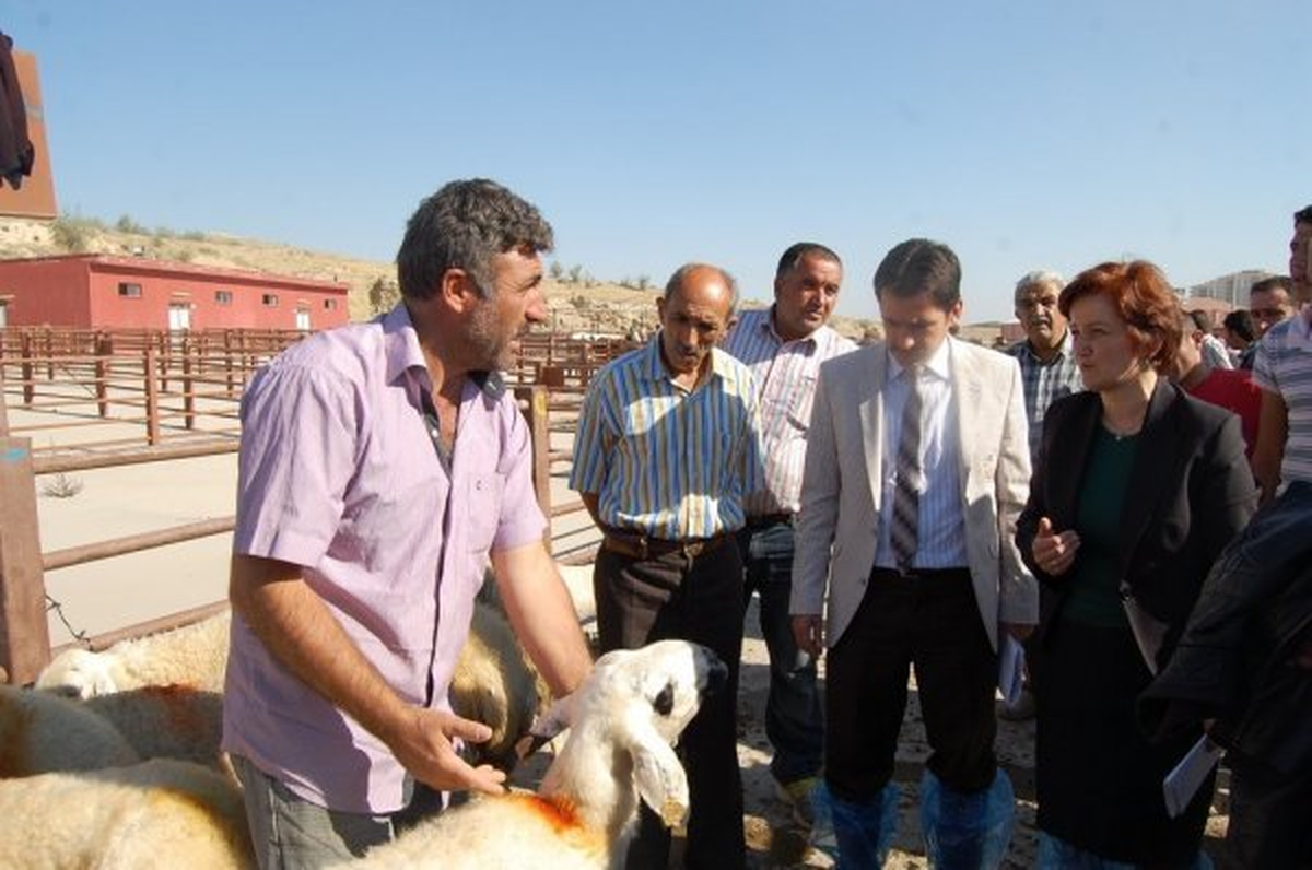 Nevşehir Hayvan Pazarı Yeniden Açıldı