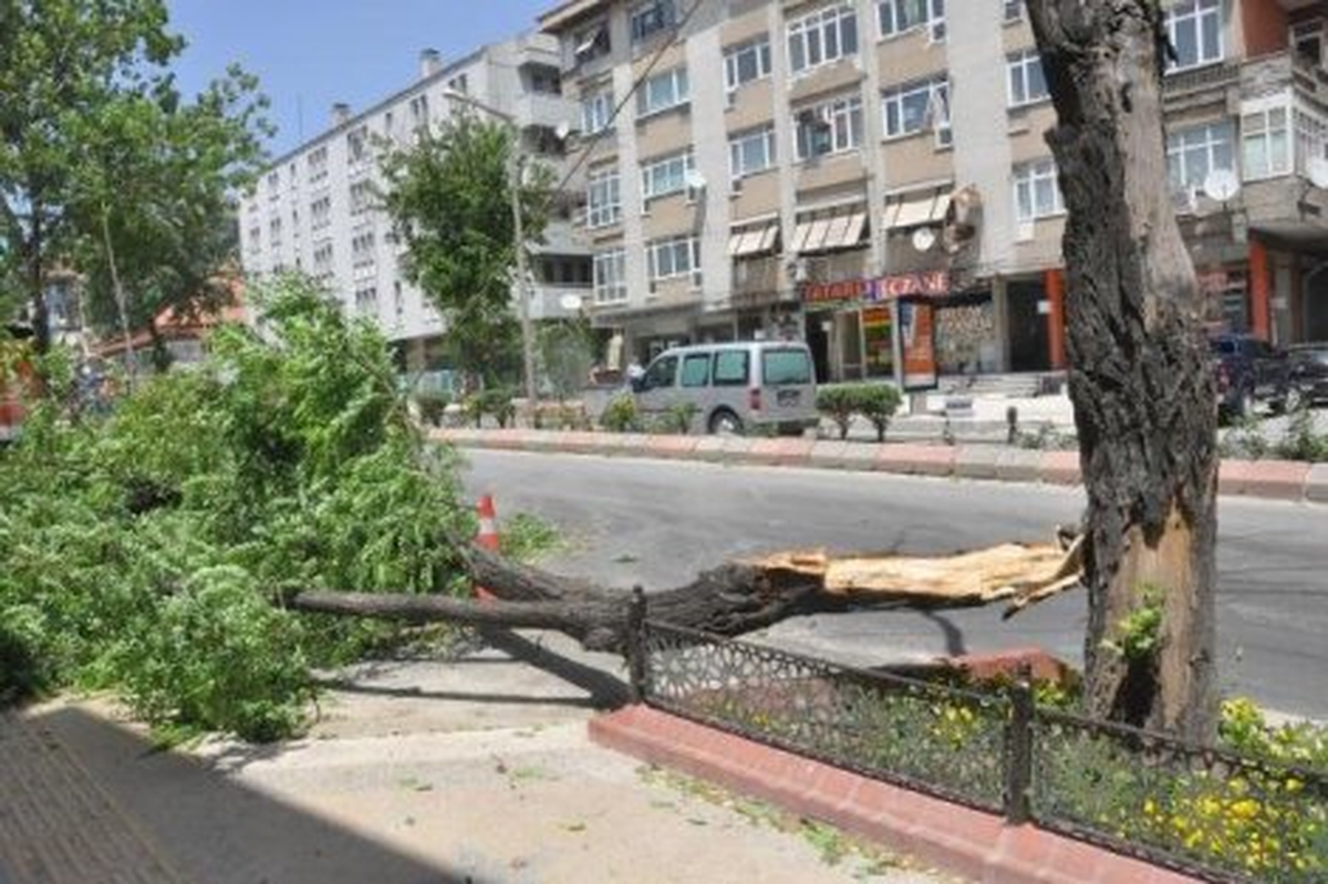 Yozgat'ta Şiddetli Rüzgar Ağaçları Devirdi