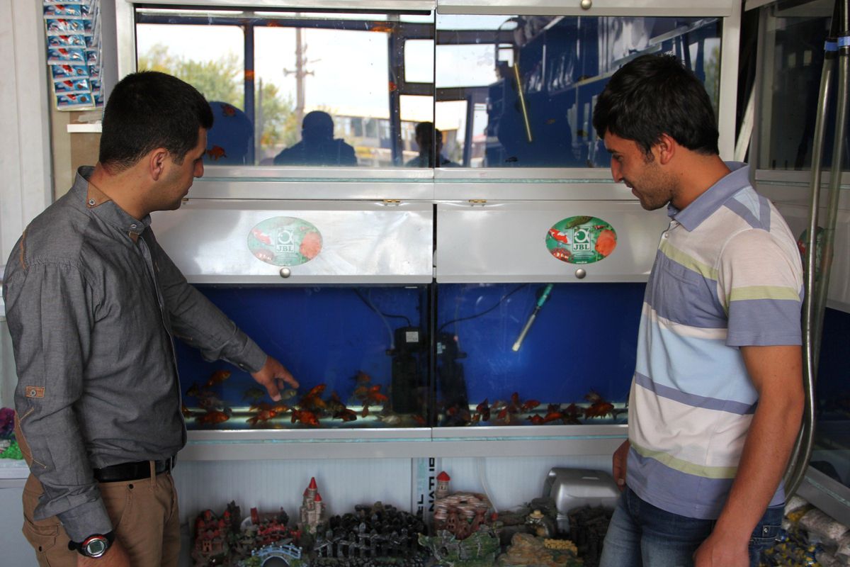 Ahlat'ta 'Balon Moli' Balığı İlgi Görüyor