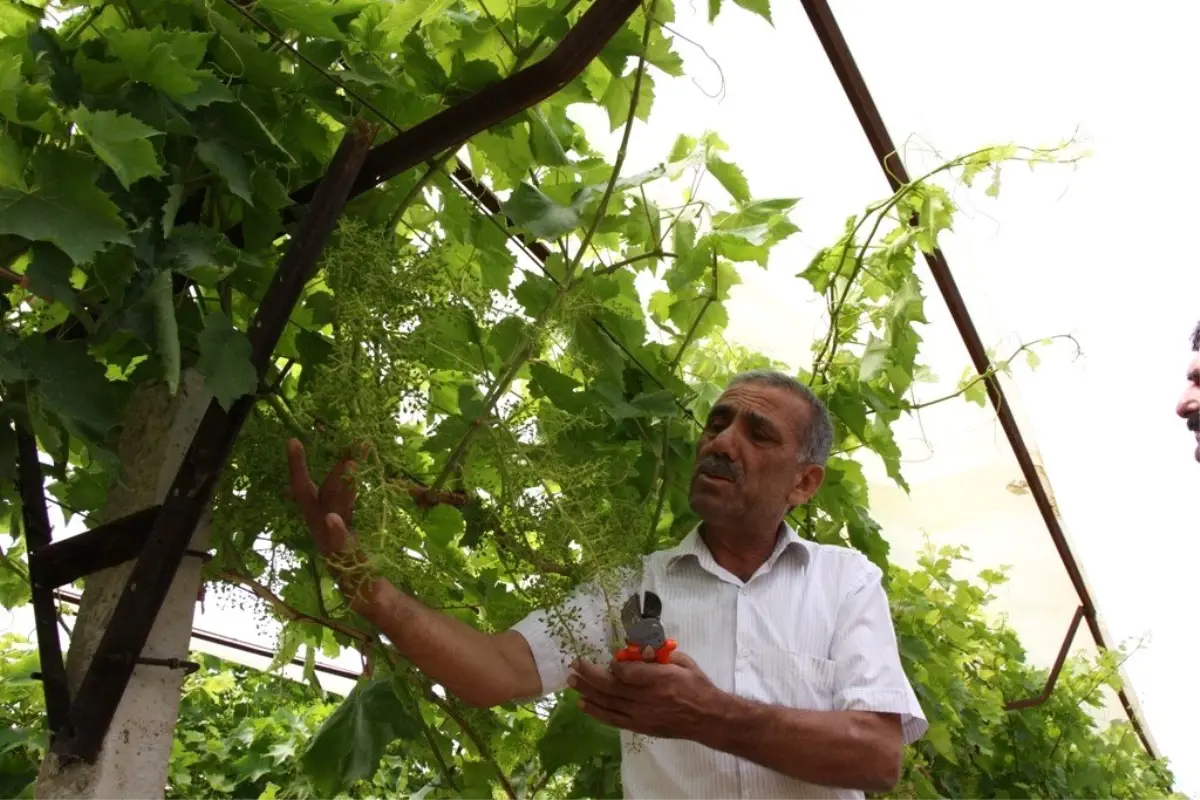 Sarıgöl Ziraat Odası'ndan Örtü Projesi Hazırlığı