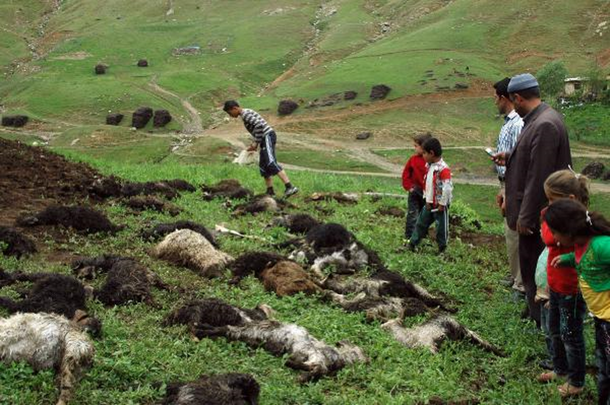 Şimşekten Korkan Kuzulardan 35\'i Ezilerek Telef Oldu