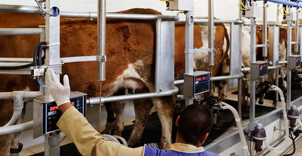 Süt Destekleme Rakamları Açıklandı