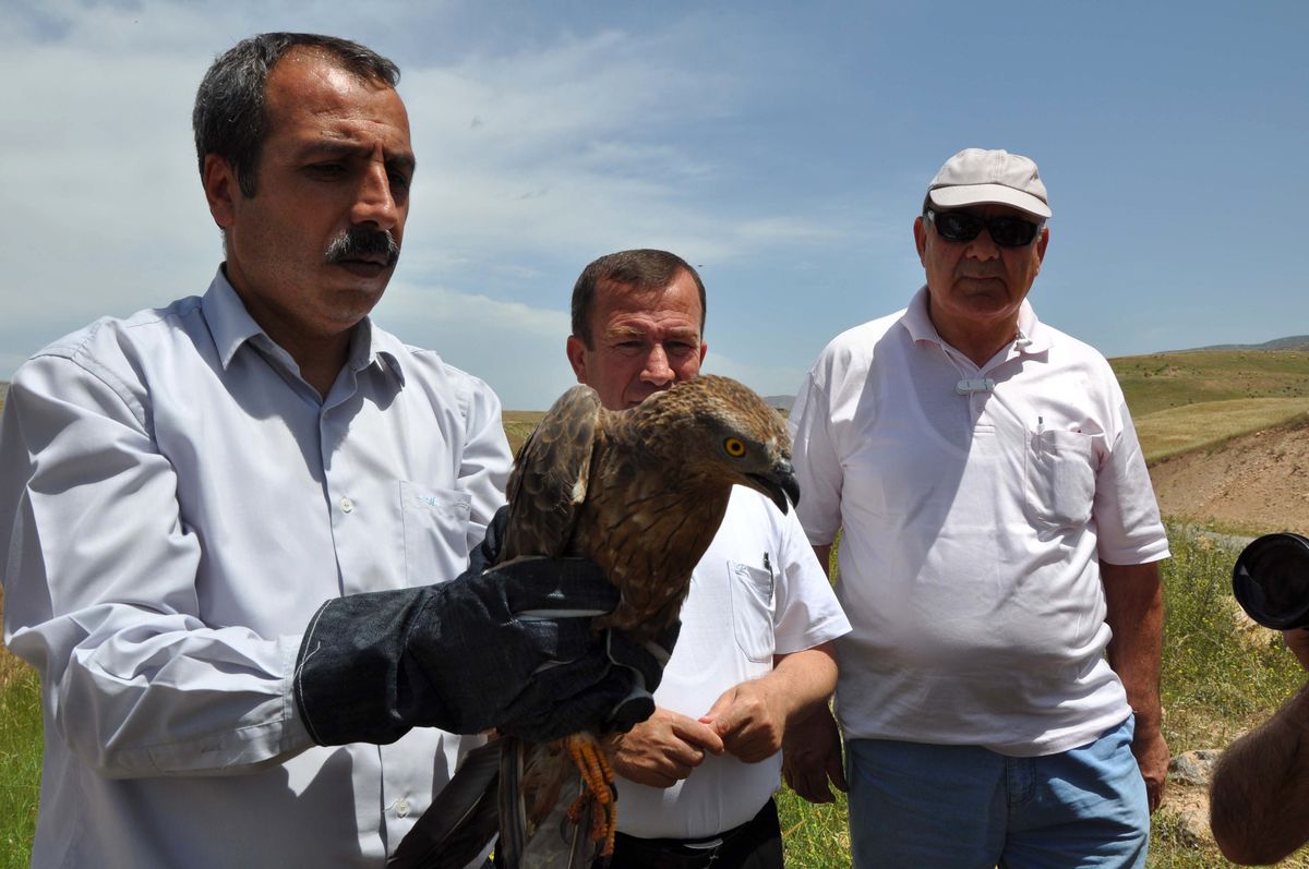Tedavi Edilen Yaralı Şahin Doğaya Bırakıldı