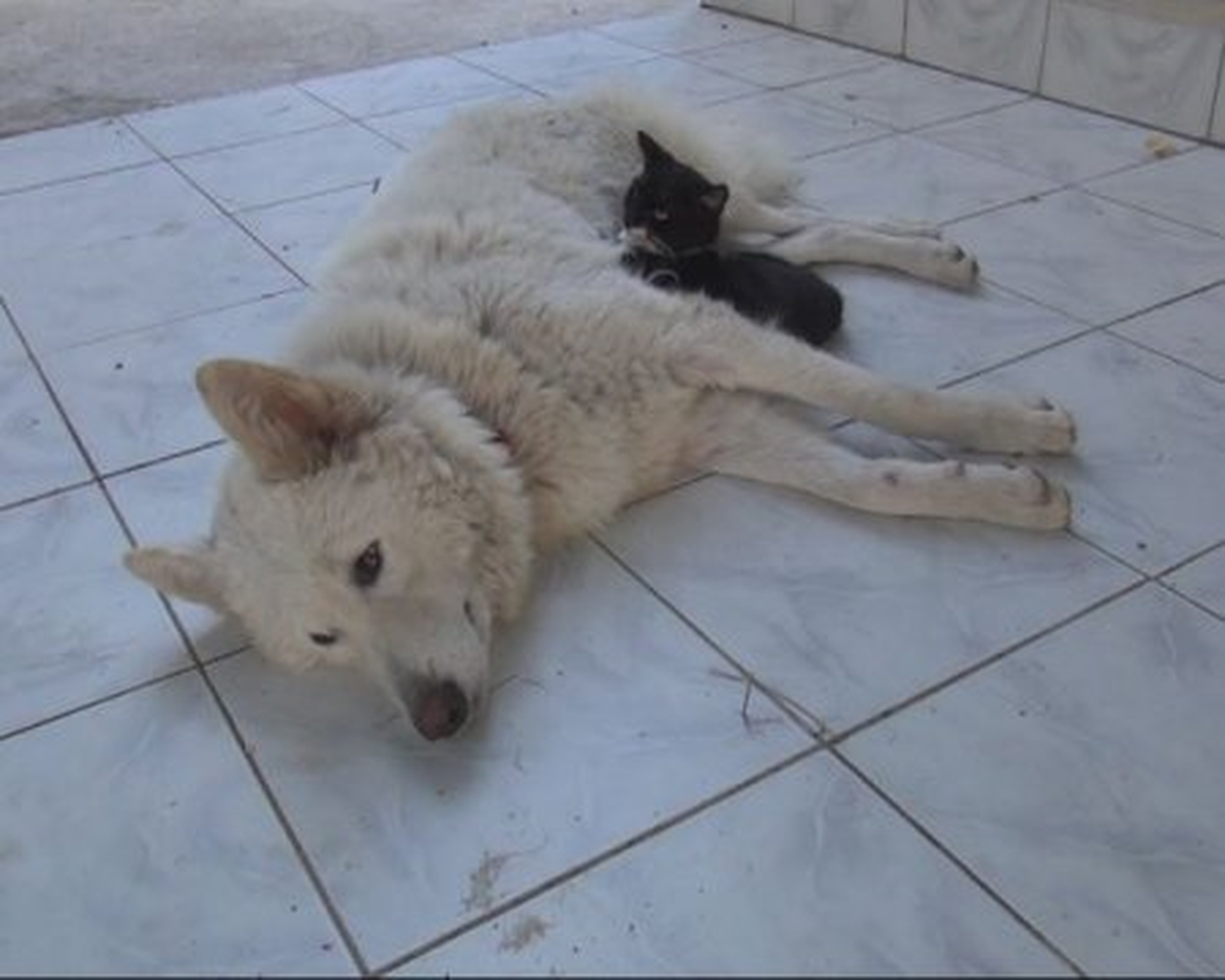 Köpek, Öksüz Kalan Kedi Yavrusuna Annelik Yapıyor