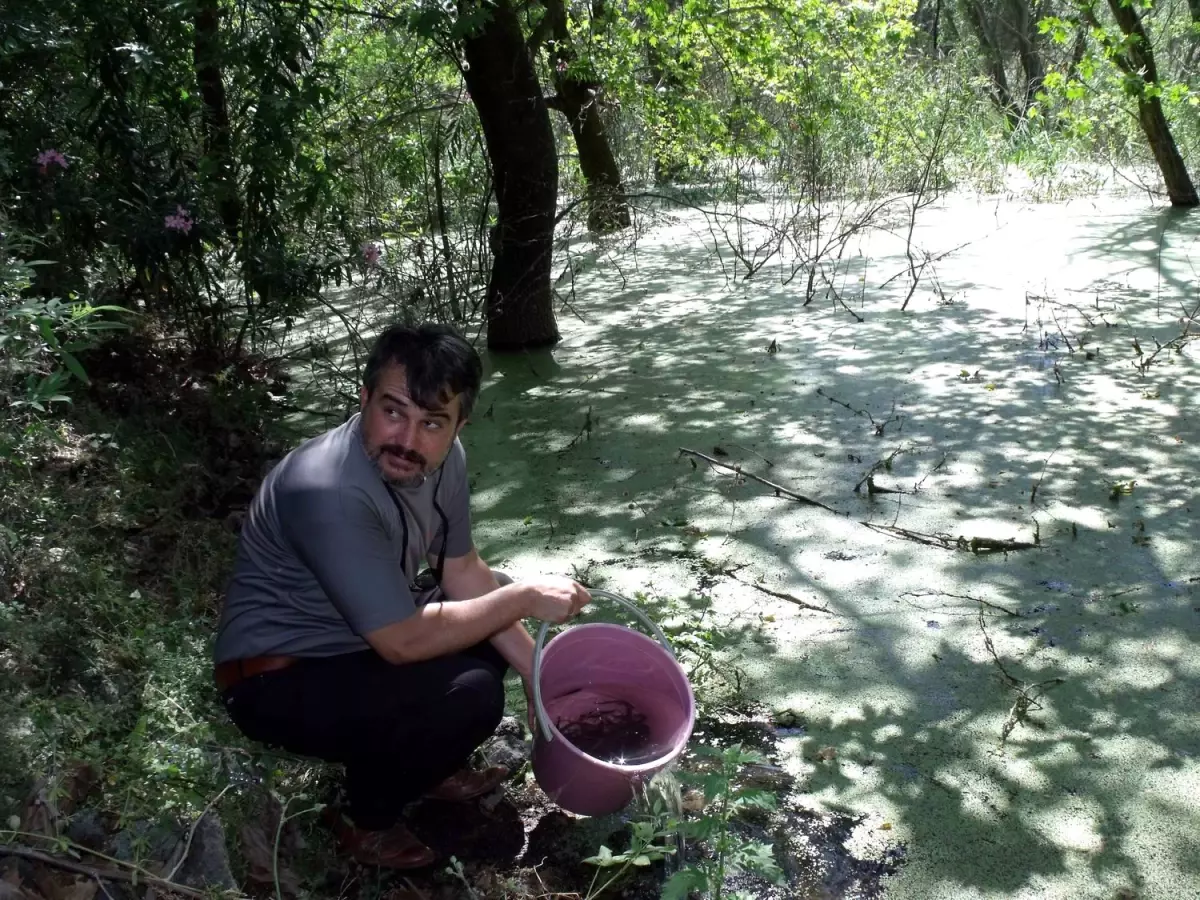 6 Bin Balık Yavrusu Göle Bırakıldı