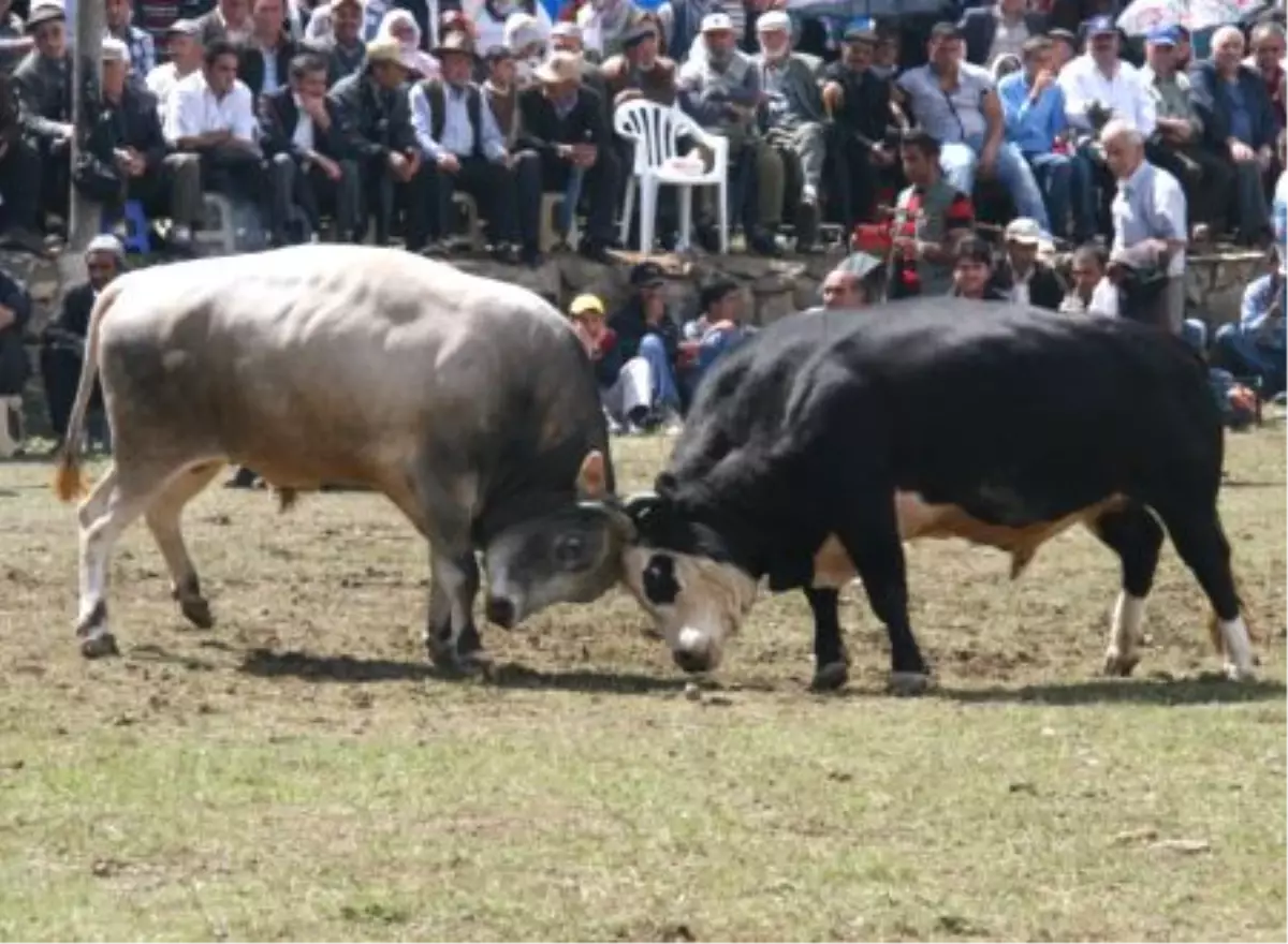 Marant Boğa Güreşleri Yapıldı