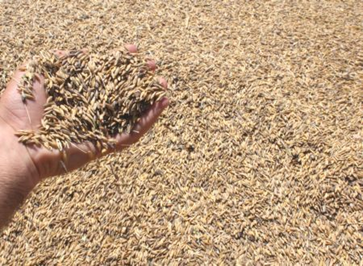 Bandırma\'da İlk Arpanın Kilogramı 36 Liradan Alındı