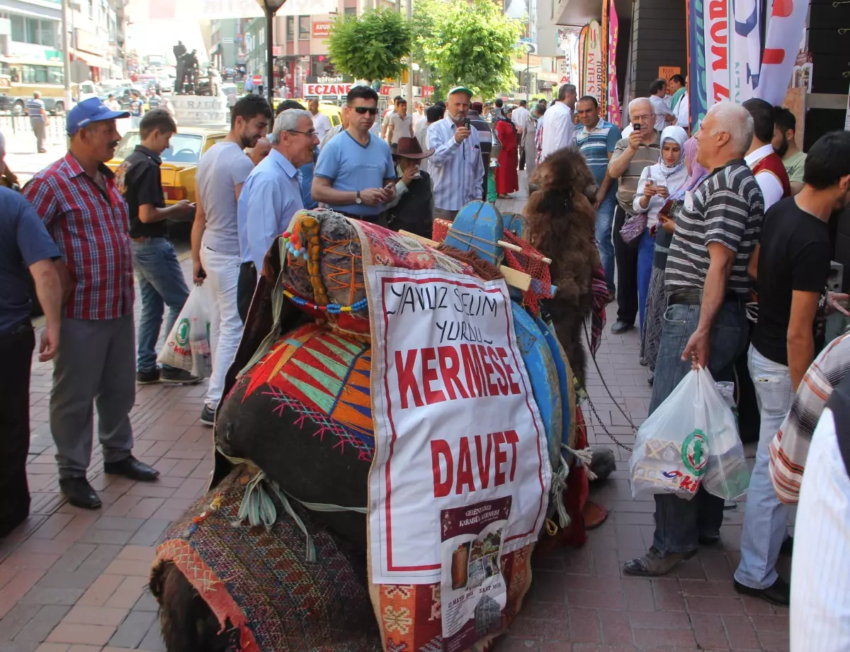 Kermeste Kesilecek Deveye Büyük İlgi